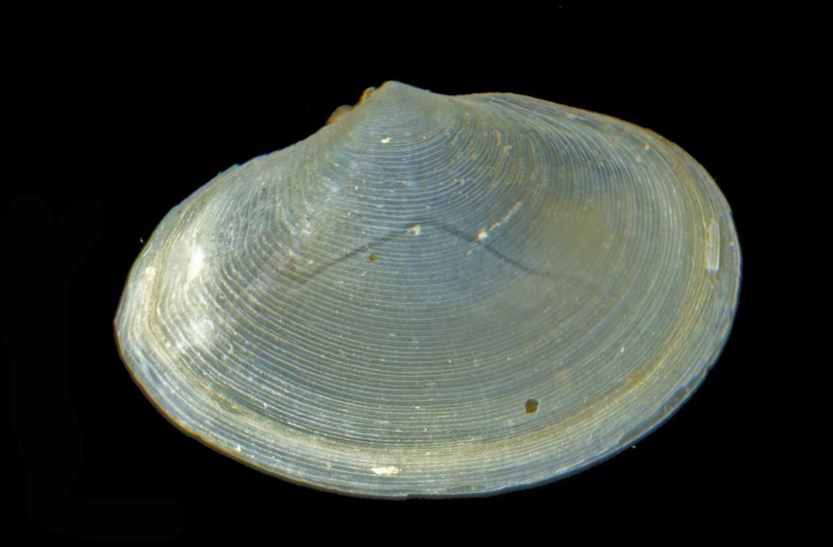 Tellina da determinare